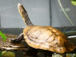 Eastern Long Neck Tortoise