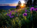 sunset wild flowers