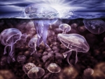 Jellyfish