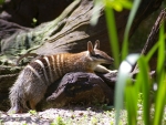 Numbat