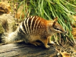 Numbat
