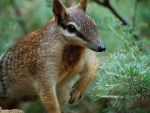 Numbat