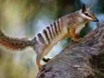 Numbat