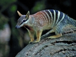 Numbat
