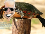 JOE POLL TURTLE