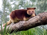 Tree Kangaroo