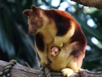 Tree Kangaroo
