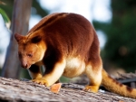 Tree Kangaroo