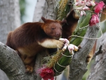 Tree Kangaroo