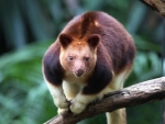 Tree Kangaroo