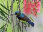 Sunbird