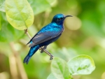 Sunbird