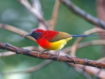 Sunbird