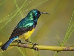 Sunbird