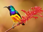 Sunbird