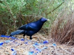 Satin Bowerbird