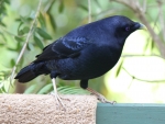 Satin Bowerbird