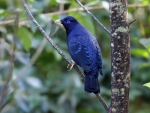 Satin Bowerbird