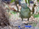 Satin Bowerbird