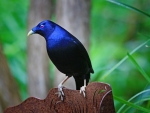 Satin Bowerbird