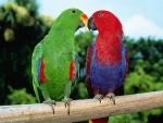 Eclectus Parrots