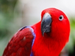 Eclectus Parrot