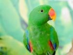 Eclectus Parrot