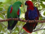 Eclectus Parrots
