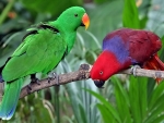 Eclectus Parrots