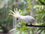 Sulphur Crested Cockatoo