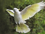 Sulphur Crested Cockatoo