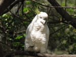 Sulphur Crested Cockatoo