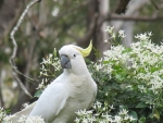 Sulphur Crested Cockatoo
