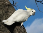 Sulphur Crested Cockatoo