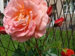 Pretty pink rose