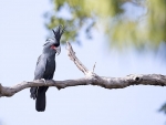Palm Cockatoo
