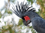 Palm Cockatoo