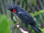 Palm Cockatoo