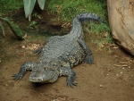 Crocodile