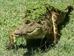 Crocodile