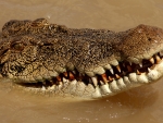 Crocodile