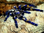 Colbalt Blue Tarantula