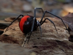 Redback Spider