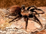 Australian Red Rump Tarantula