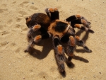Mexican Red Knee Tarantula