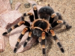 Mexican Red Knee Tarantula