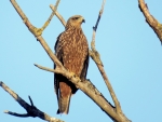 Black Kite