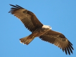 Black Kite
