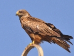 Black Kite