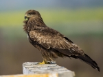 Black Kite